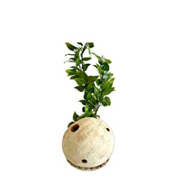 Sydeco umetni dekor Shrimp Ball - 12 cm