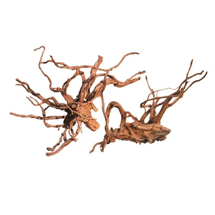Biom močvirska korenina Redwood mini