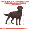 Royal Canin Labrador Sterilised Adult - 12 kg