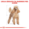 Royal Canin Poodle Adult - 1,5 kg