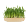 Bloomy trava za glodalce, 100 g