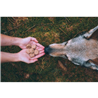 Carnilove Dog FreezeDried Raw Snack - losos & puran, 60 g