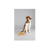Flamingo Puppy povodec Dolly, oker - 5 m / 4 mm