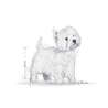 Royal Canin West Highland White Terrier Adult