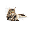 Royal Canin Maine Coon Adult