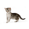 Royal Canin Kitten Instinctive - omaka
