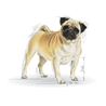 Royal Canin Pug Adult