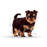 Royal Canin Yorkshire Terrier Puppy