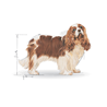 Royal Canin Cavalier King Charles španjel Adult