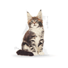 Royal Canin Maine Coon Kitten