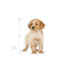 Royal Canin Medium Puppy