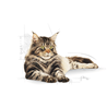 Royal Canin Maine Coon Adult