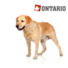 Ontario Adult Large Weight Control - puran in krompir
