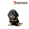 Ontario Puppy Mini - jagnjetina in riž