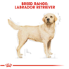 Royal Canin Labrador Adult