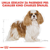 Royal Canin Cavalier King Charles španjel Adult