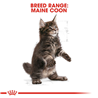 Royal Canin Maine Coon Kitten