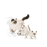 Royal Canin Mother & Babycat