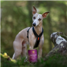 Essential Foods Dog Highland Adult Pâté, konzerva - puran in raca - 400 g