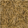 Tropical Meal Worms - 250 ml / 30 g