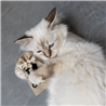 HappyCats vrečka z mešanico zelišč za mačke - 12 x 8 x 1 cm
