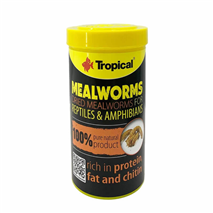 Tropical Meal Worms - 250 ml / 30 g