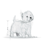Royal Canin West Highland White Terrier Adult