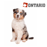 Ontario Puppy Medium - jagnjetina in riž