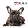 Ontario Adult Mini Weight Control - puran in krompir