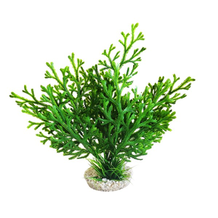 Sydeco dekor Microsorum Plant