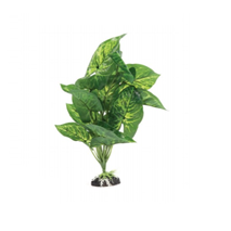 Aquatlantis rastlina za terarij Aluminum Plant - 30 cm