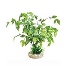 Sydeco dekor Echinodorus Plant