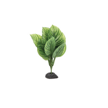 Aquatlantis rastlina za terarij Stripes Plant Green - 30 cm