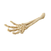 AquaDella dekor skeletna roka - 26,8 x 9,4 x 4,5 cm