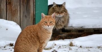 Kako lahko poskrbimo za prostoživeče mačke pozimi?