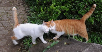 Spoznavanje dveh mačk