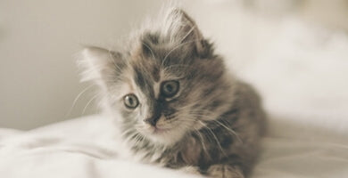 3 nasveti za prihod mucka v novi dom