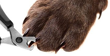 Video nasvet: Striženje krempljev