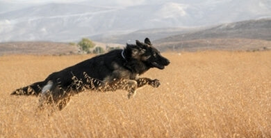 Koliko gibanja potrebuje pes?