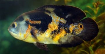 Oskar - Astronotus ocellatus