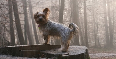 Izgubljen pes - kaj storiti?