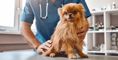 Koliko stane zdravje vašega ljubljenčka?