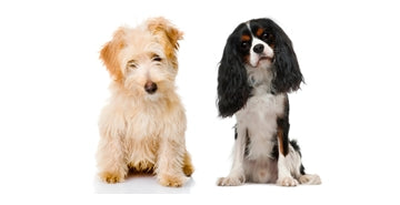 Pasemski pes, križanec ali mešanec?