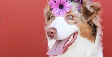 Samička ali samček?