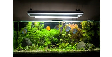 Pomembnost svetlobe v akvariju