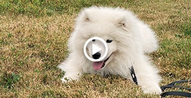 Kako mladička zaščititi pred zunanjimi zajedavci?