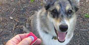 Kliker trening - učenje najpogostejših ukazov