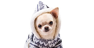 Kako izbrati plašček?