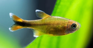 Bakrena tetra (Hasemania Nana)