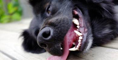 Toplotni udar pri psu